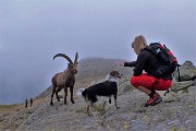 Al Benigni incontri ravvicinati con gli stambecchi di casa il 21 giugno 2016 - FOTOGALLERY